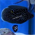MARINE BETTA